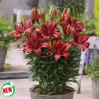 Salinero Lily Thumbnail